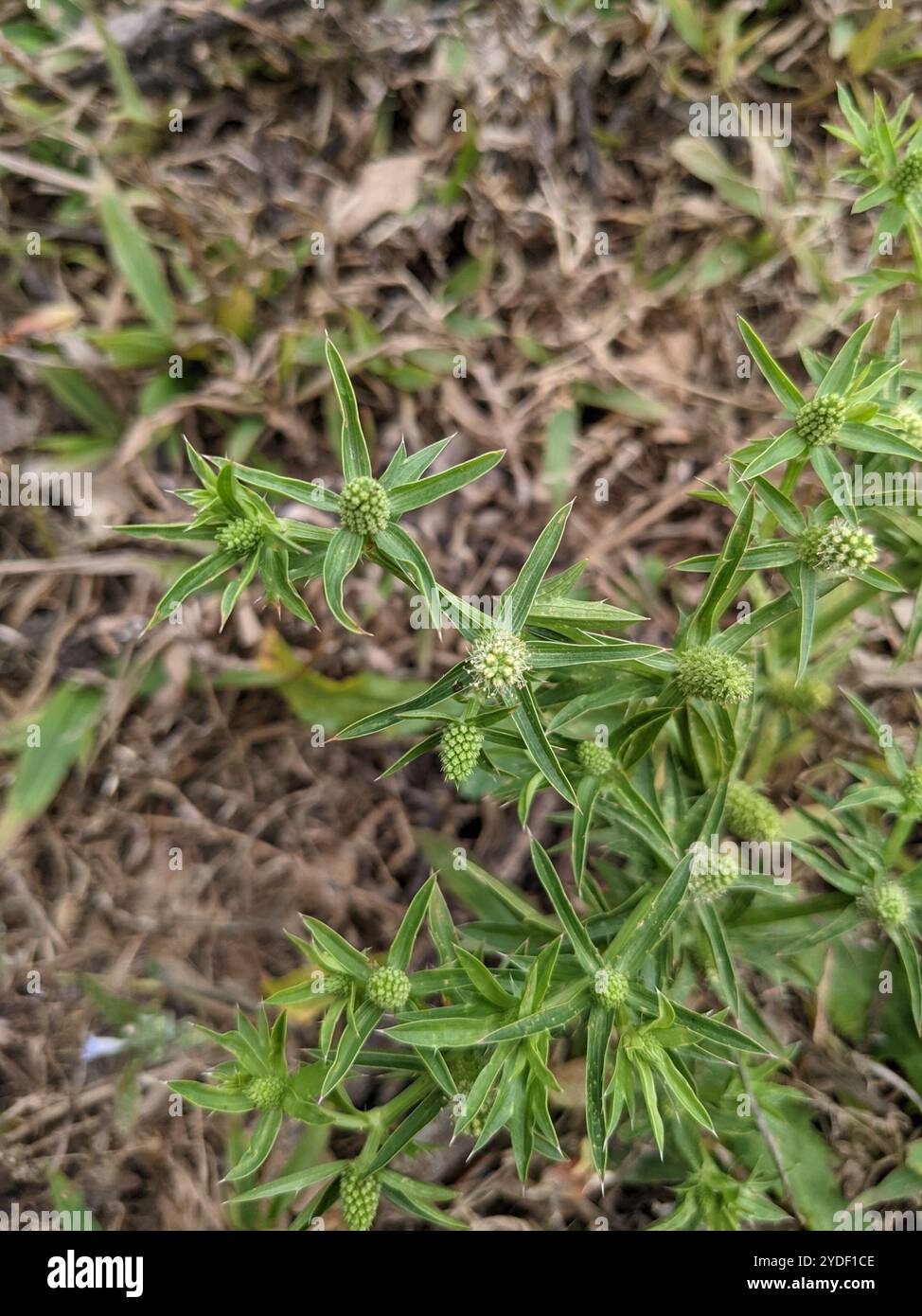 Cilantro: Curiosità Sul Coriandolo (e Perché In Tanti Lo Odiano - Foto 4