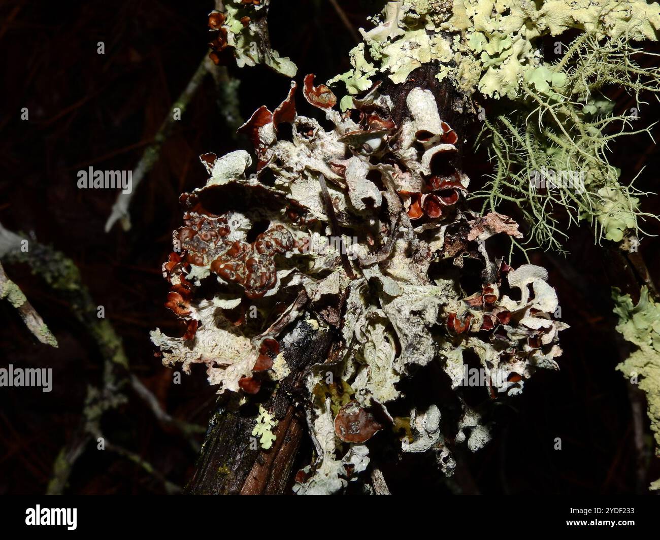 Crumpled rag lichen hi-res stock photography and images - Alamy
