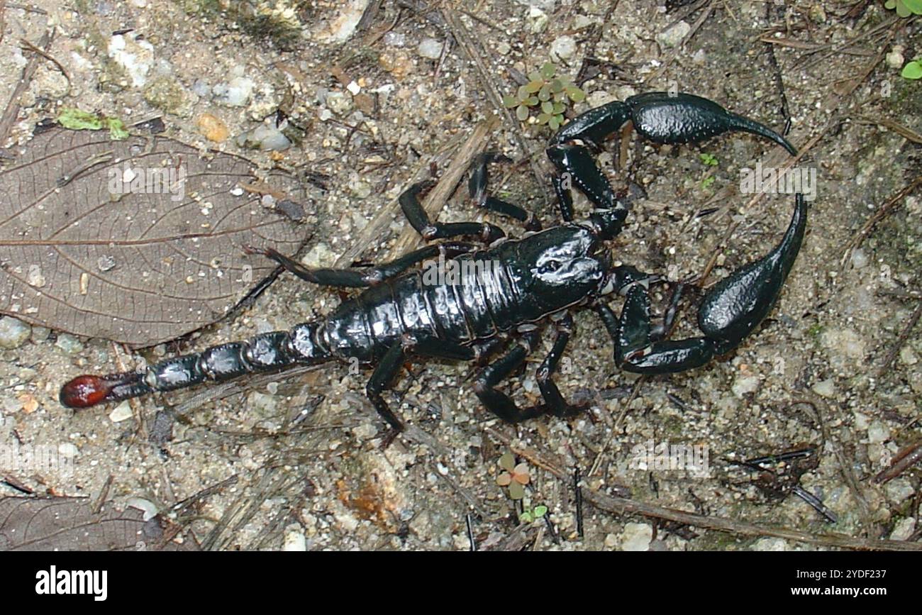 Asian Forest Scorpion Heterometrus Longimanus Stock Photo Alamy