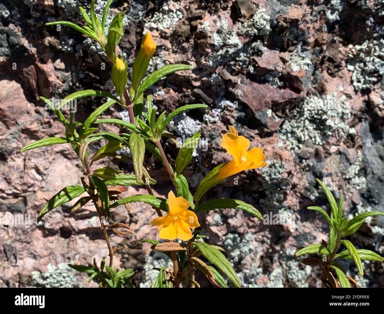orange bush monkeyflower (Diplacus aurantiacus Stock Photo - Alamy