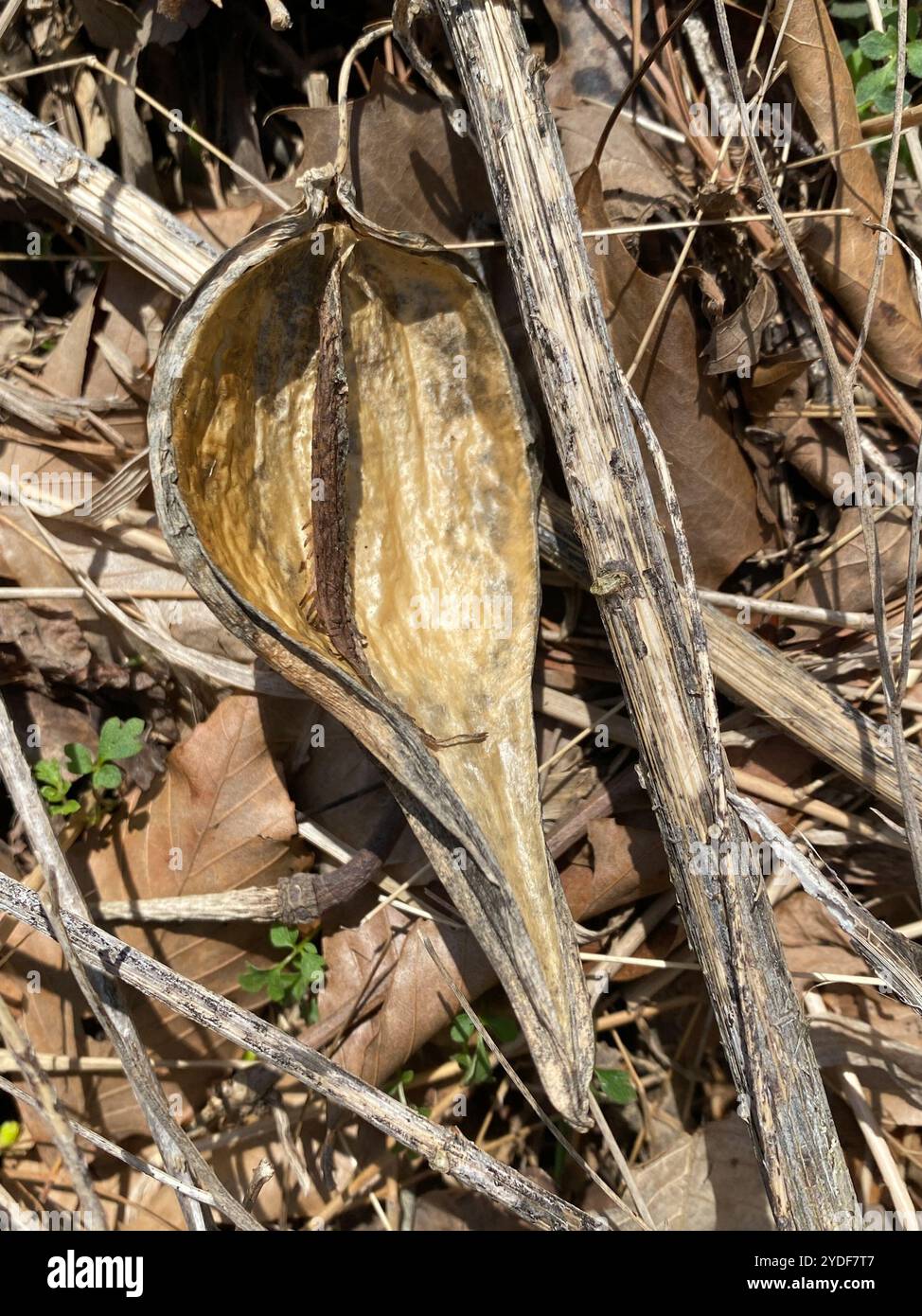 Anglepod (Gonolobus suberosus Stock Photo - Alamy