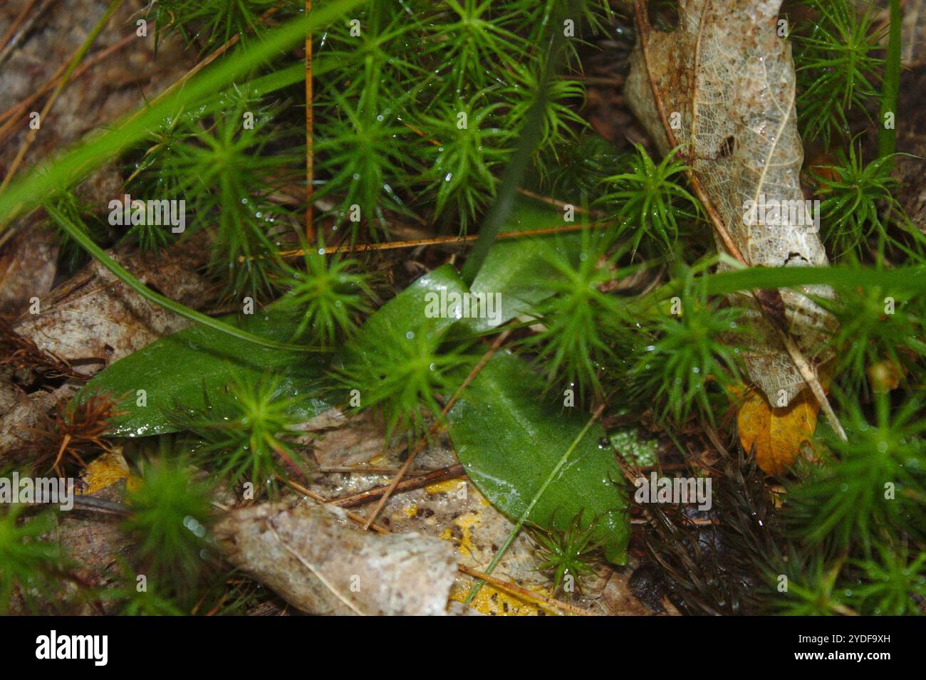 Northern Slender Ladies'-tresses (Spiranthes lacera lacera Stock Photo ...