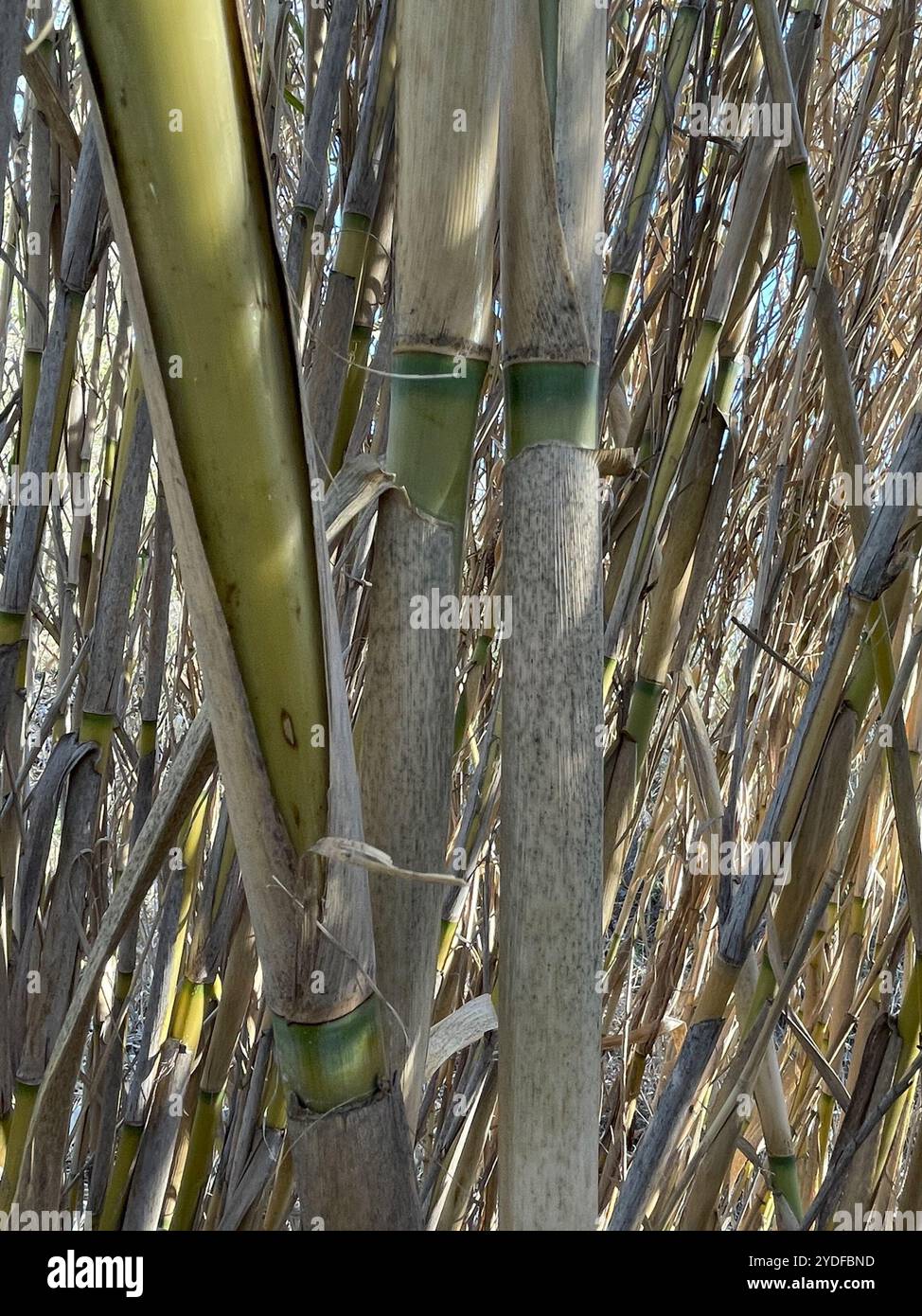 Giant Reed Stock Fodder giant reed (Arundo donax Stock Photo - Alamy