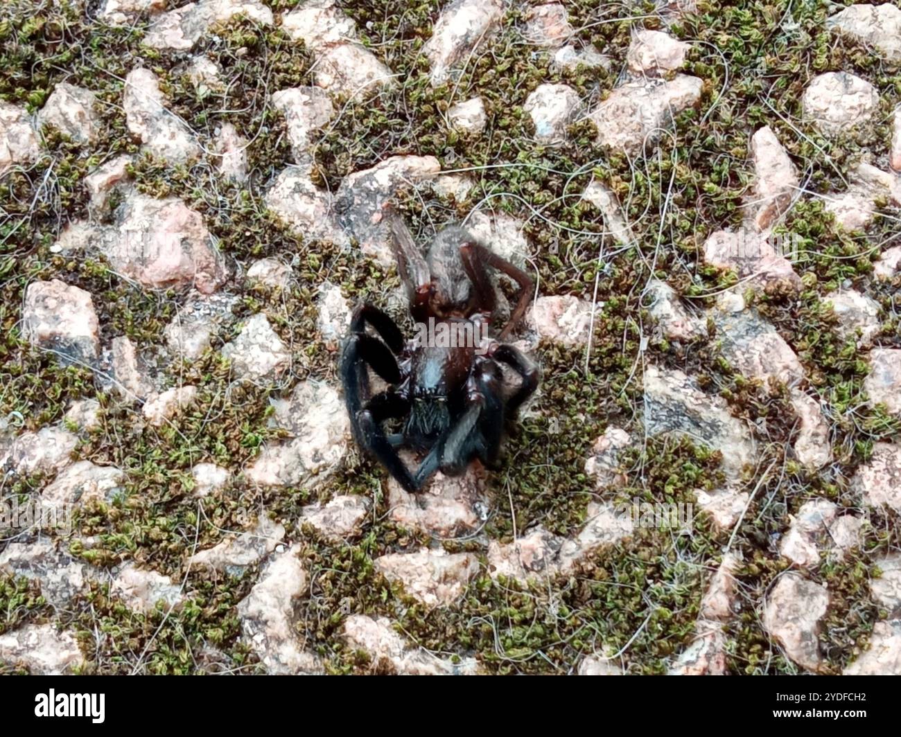 Tube-dwelling Spider (Segestria florentina) Stock Photo