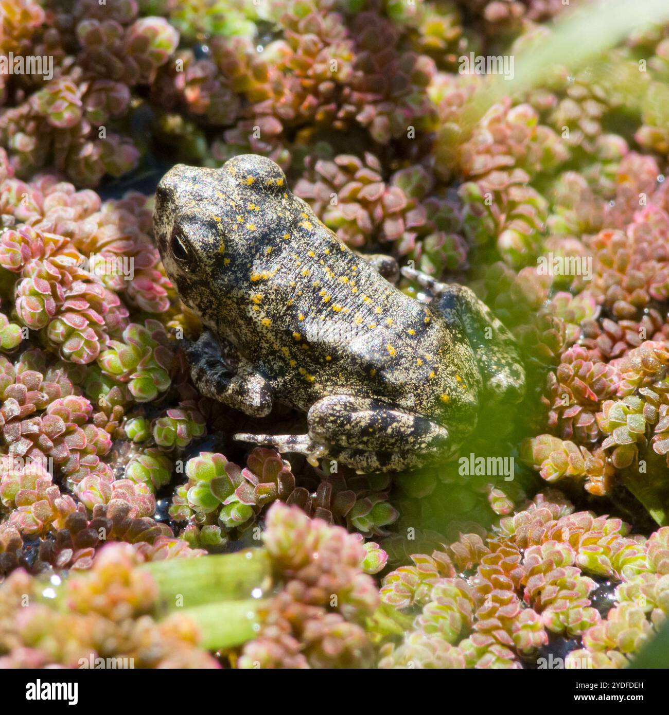 Giant Toad (Rhinella horribilis Stock Photo - Alamy