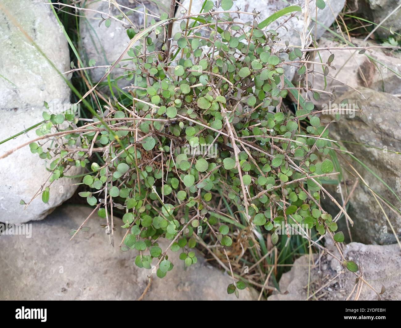 Twiggy coprosma (Coprosma rhamnoides Stock Photo - Alamy