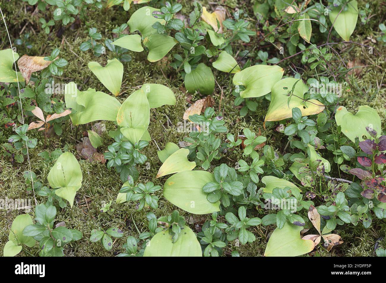 Ground cover creeper creeping hi-res stock photography and images - Alamy