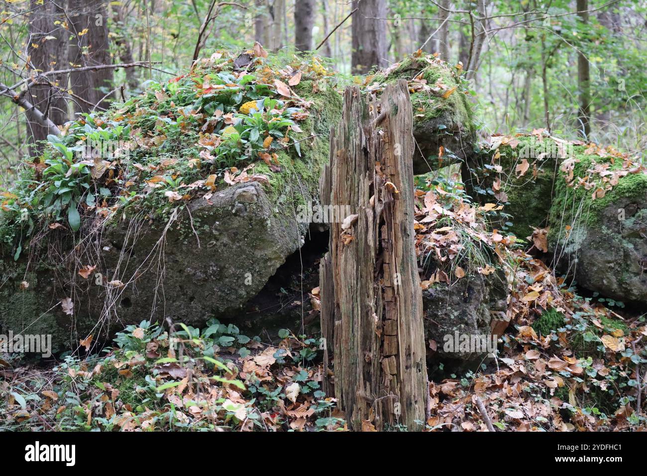 Splintered trunk hi-res stock photography and images - Alamy