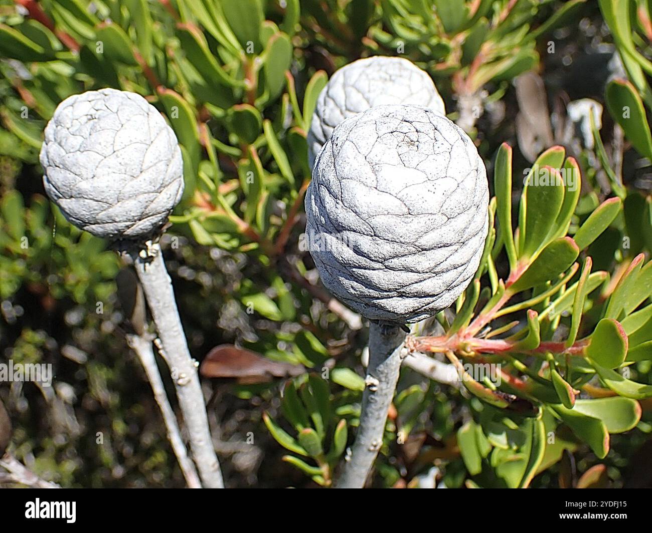 Silverball Conebush (Leucadendron muirii Stock Photo - Alamy