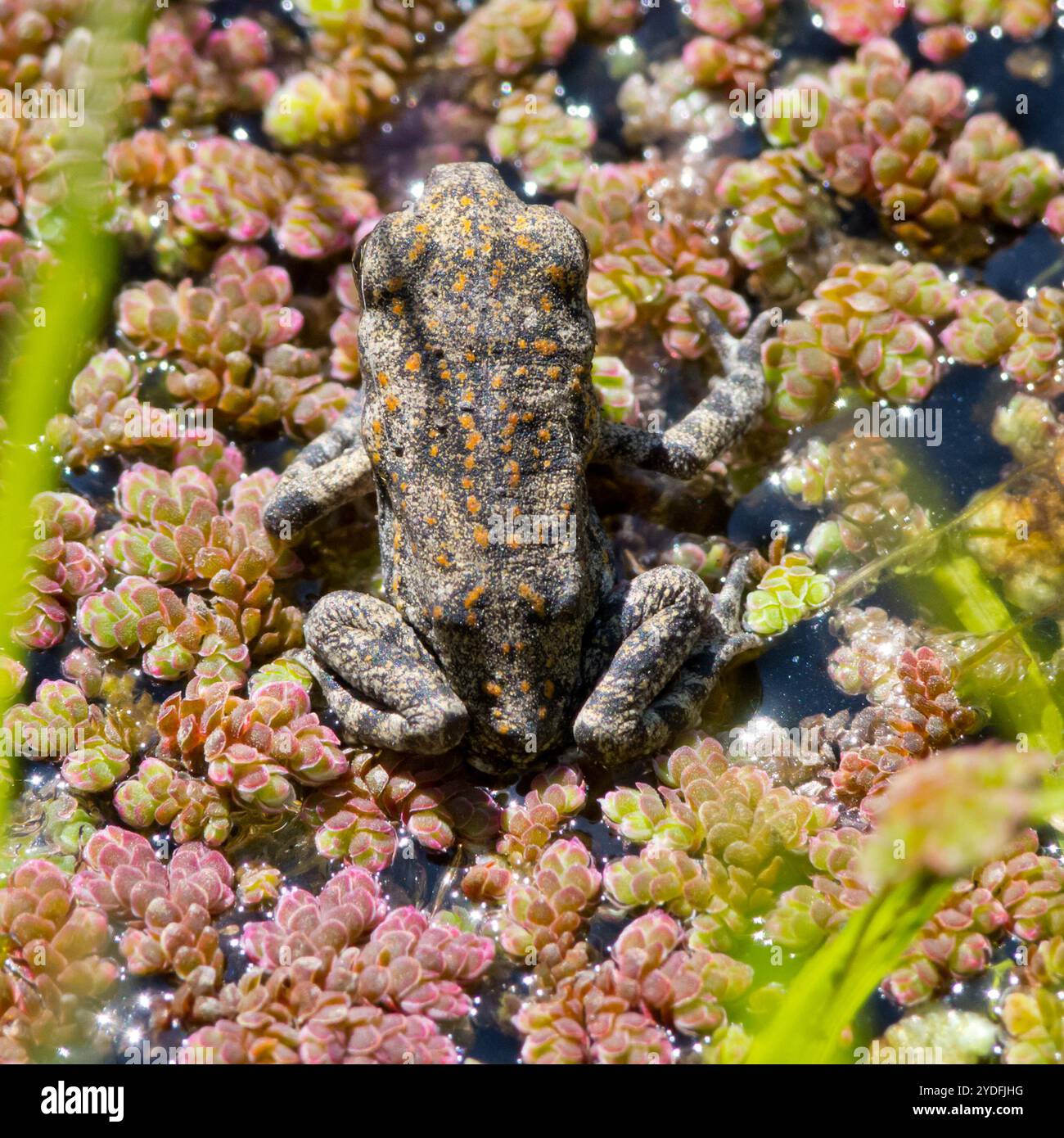 Giant Toad (Rhinella horribilis Stock Photo - Alamy