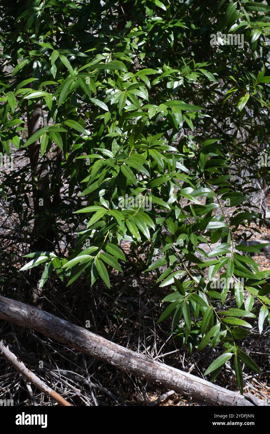 California bay (Umbellularia californica Stock Photo - Alamy