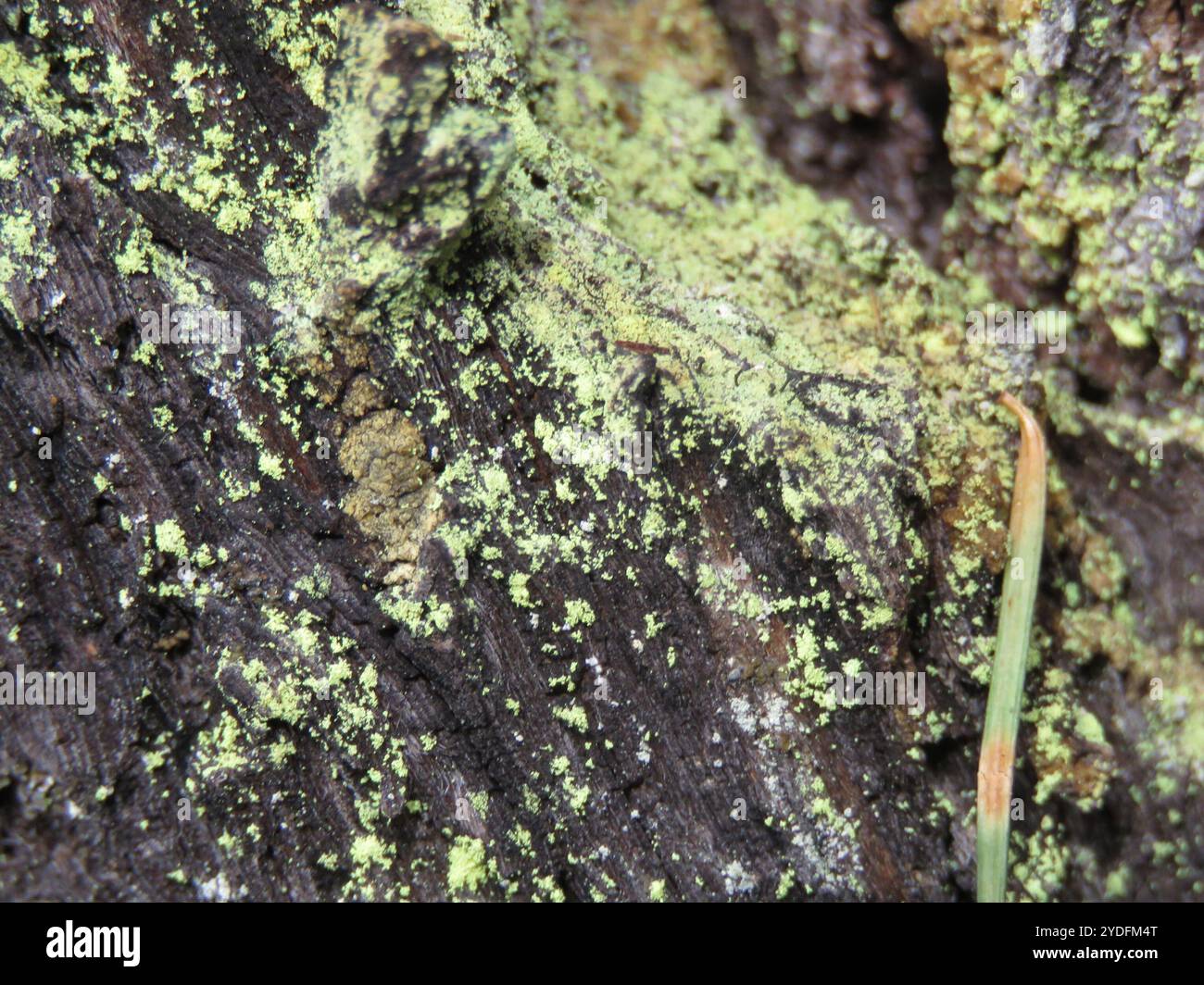 stubble-lichens-chaenotheca-stock-photo-alamy