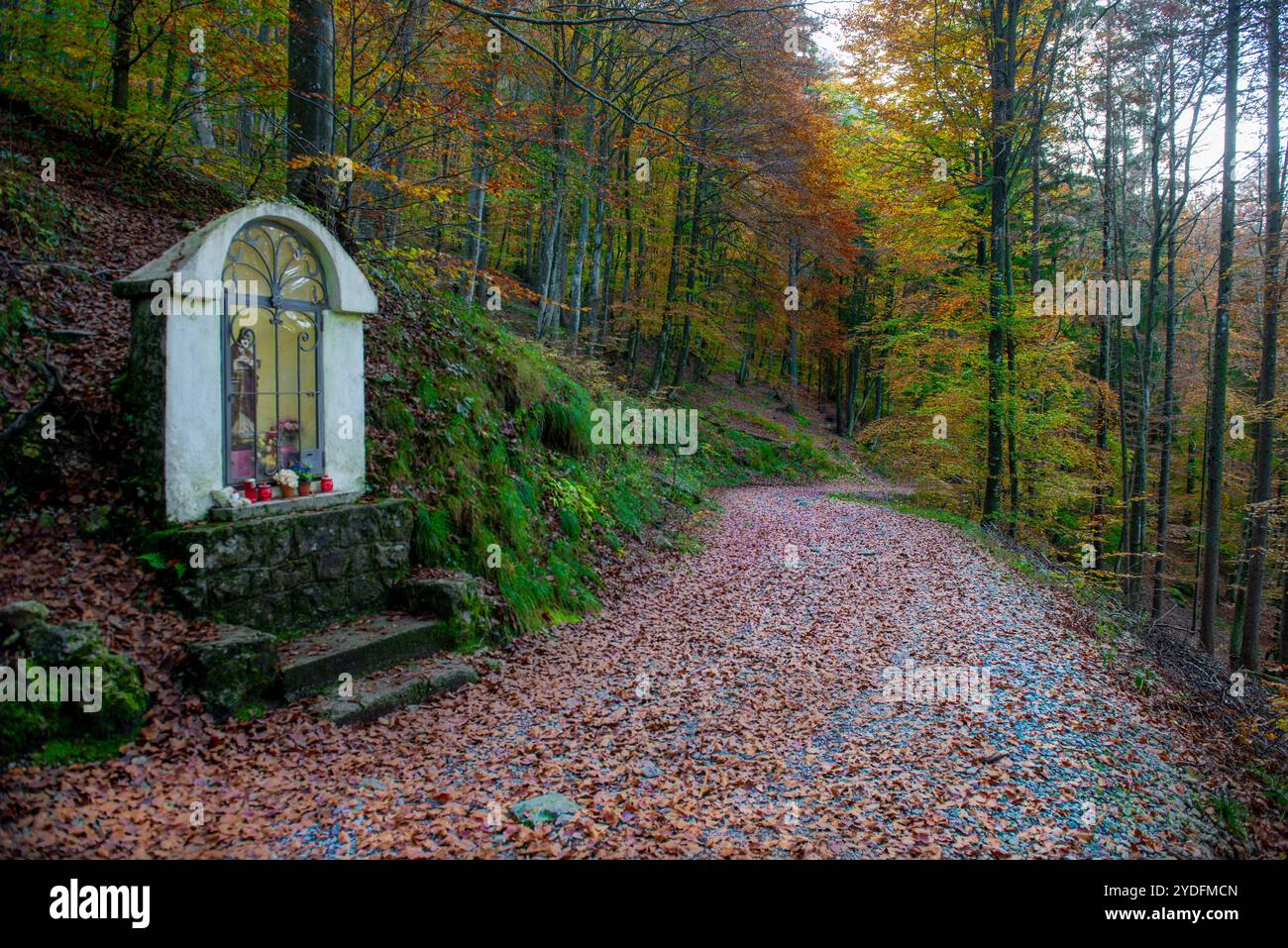 Hiker walking in the forest in autumn Stock Photo