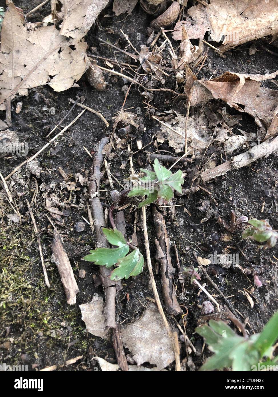 Waterleaf Stone Virginia waterleaf (Hydrophyllum virginianum Stock Photo - Alamy
