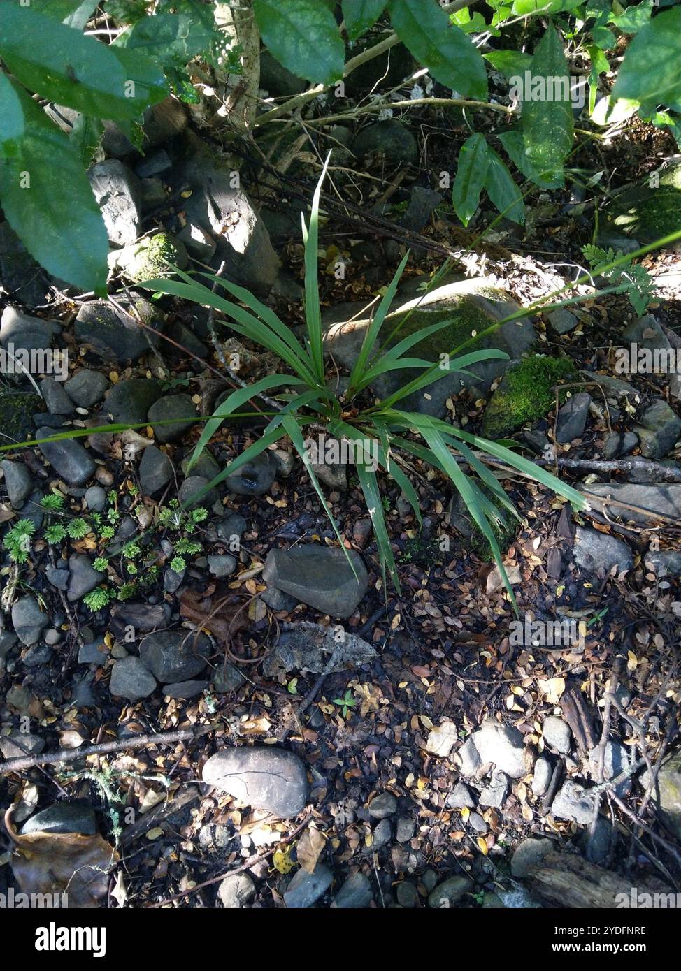 bush rice grass (Ehrharta diplax Stock Photo - Alamy