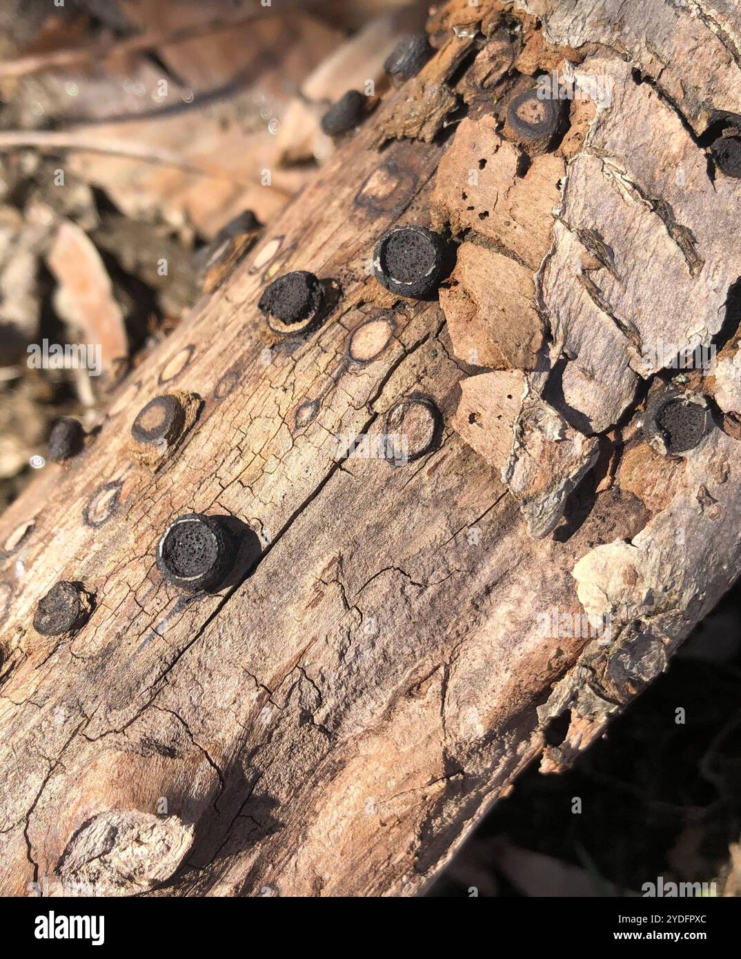 Biscogniauxia marginata hi-res stock photography and images - Alamy
