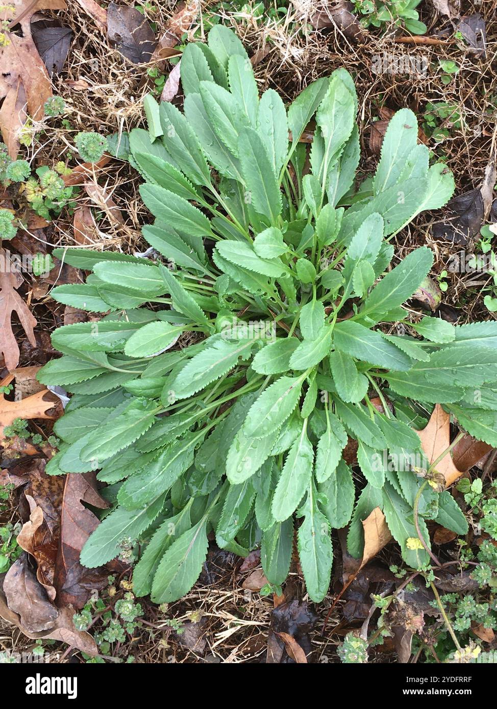 Small's ragwort (Packera anonyma Stock Photo - Alamy
