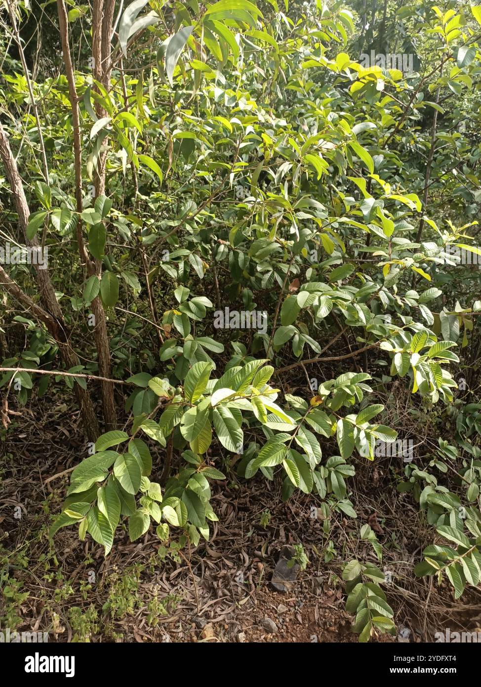 Common guava (Psidium guajava Stock Photo - Alamy