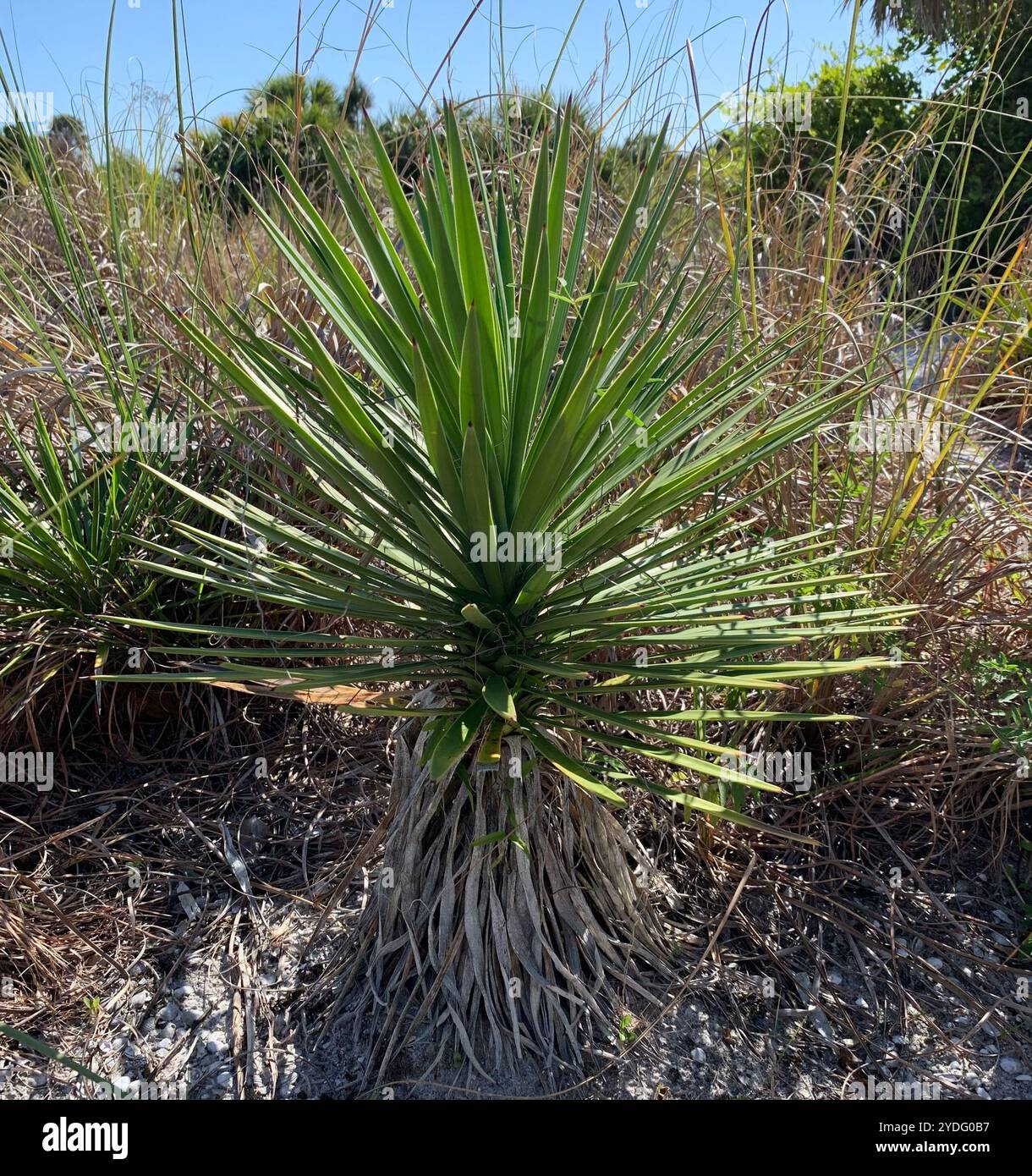 Aloe yucca hi-res stock photography and images - Alamy