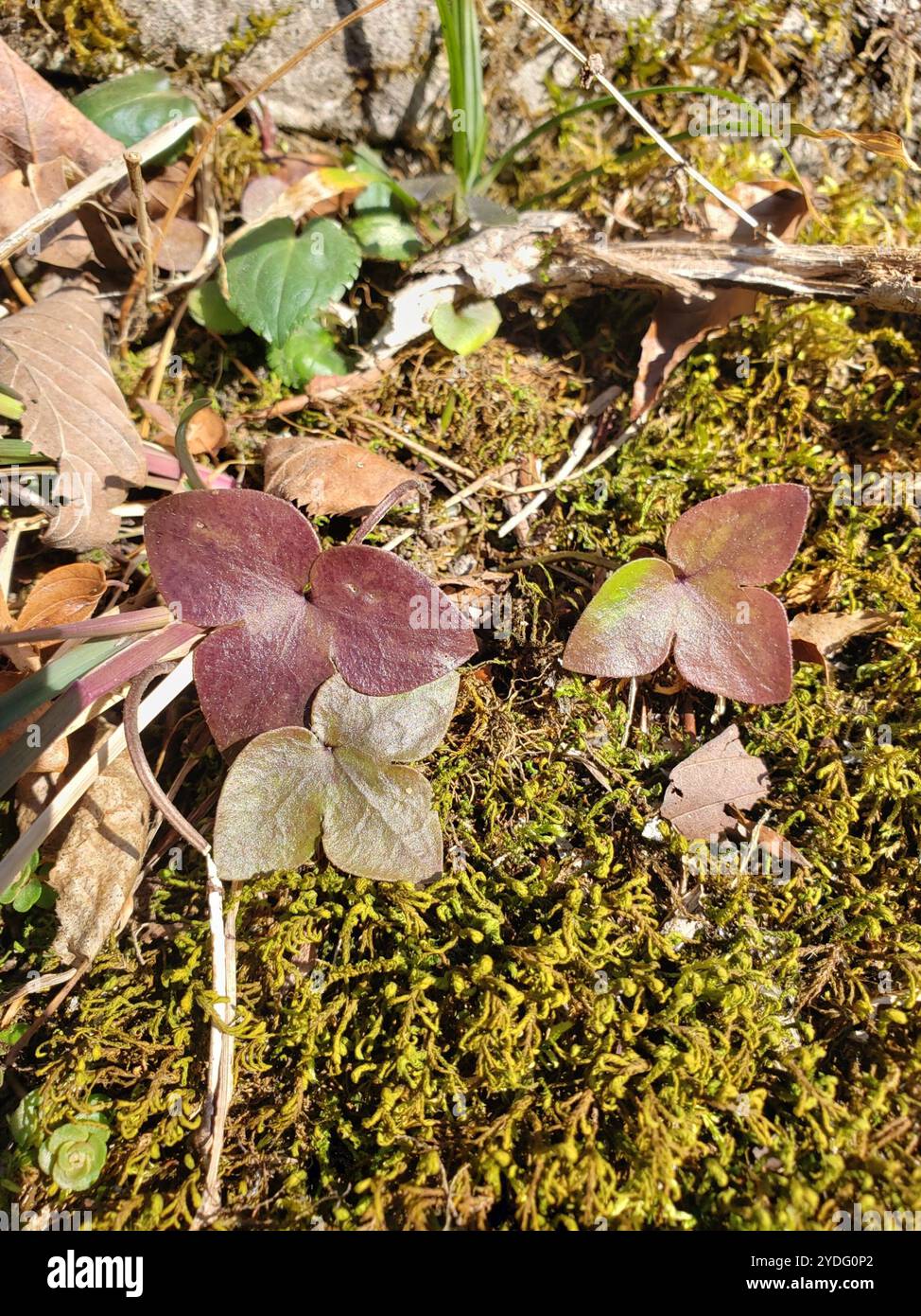 sharp-lobed hepatica (Hepatica acutiloba Stock Photo - Alamy