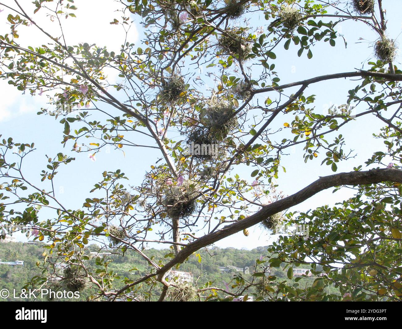 Ballmoss tillandsia recurvata hi-res stock photography and images - Alamy