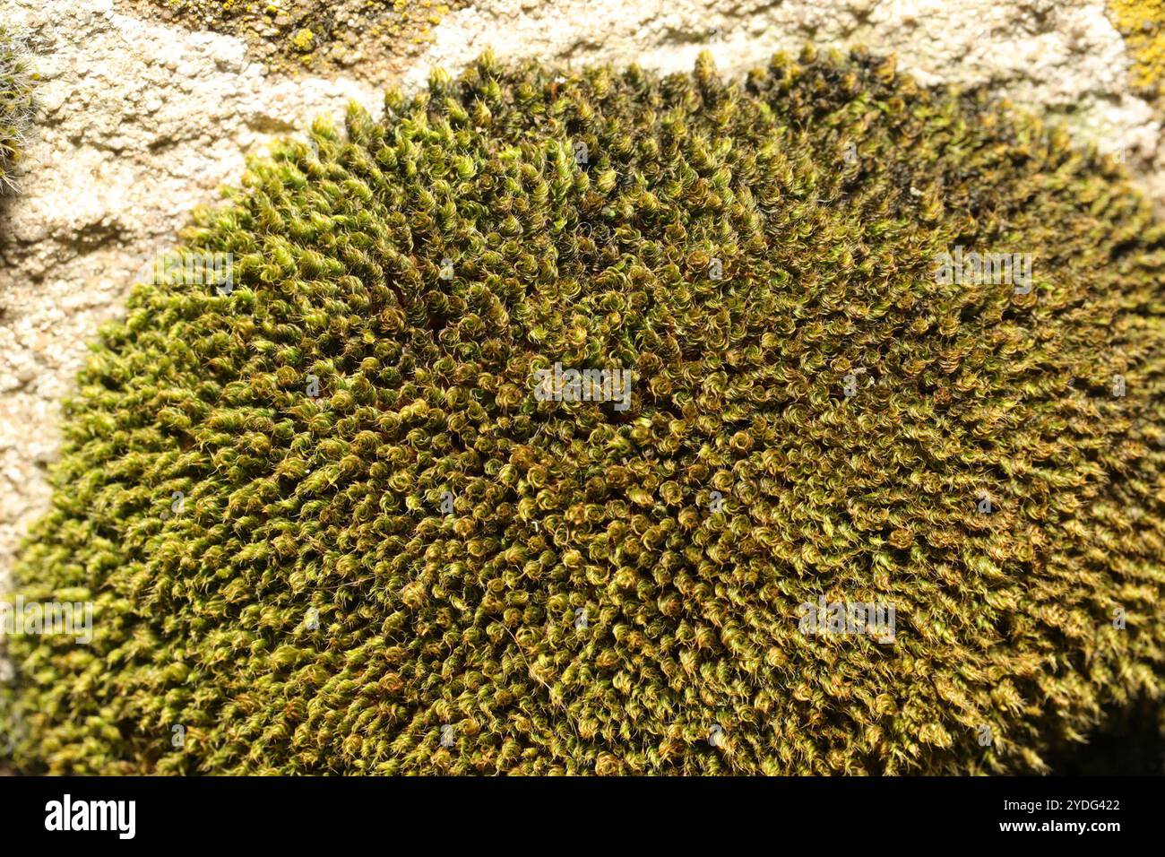 Capillary Thread-moss (Ptychostomum capillare Stock Photo - Alamy