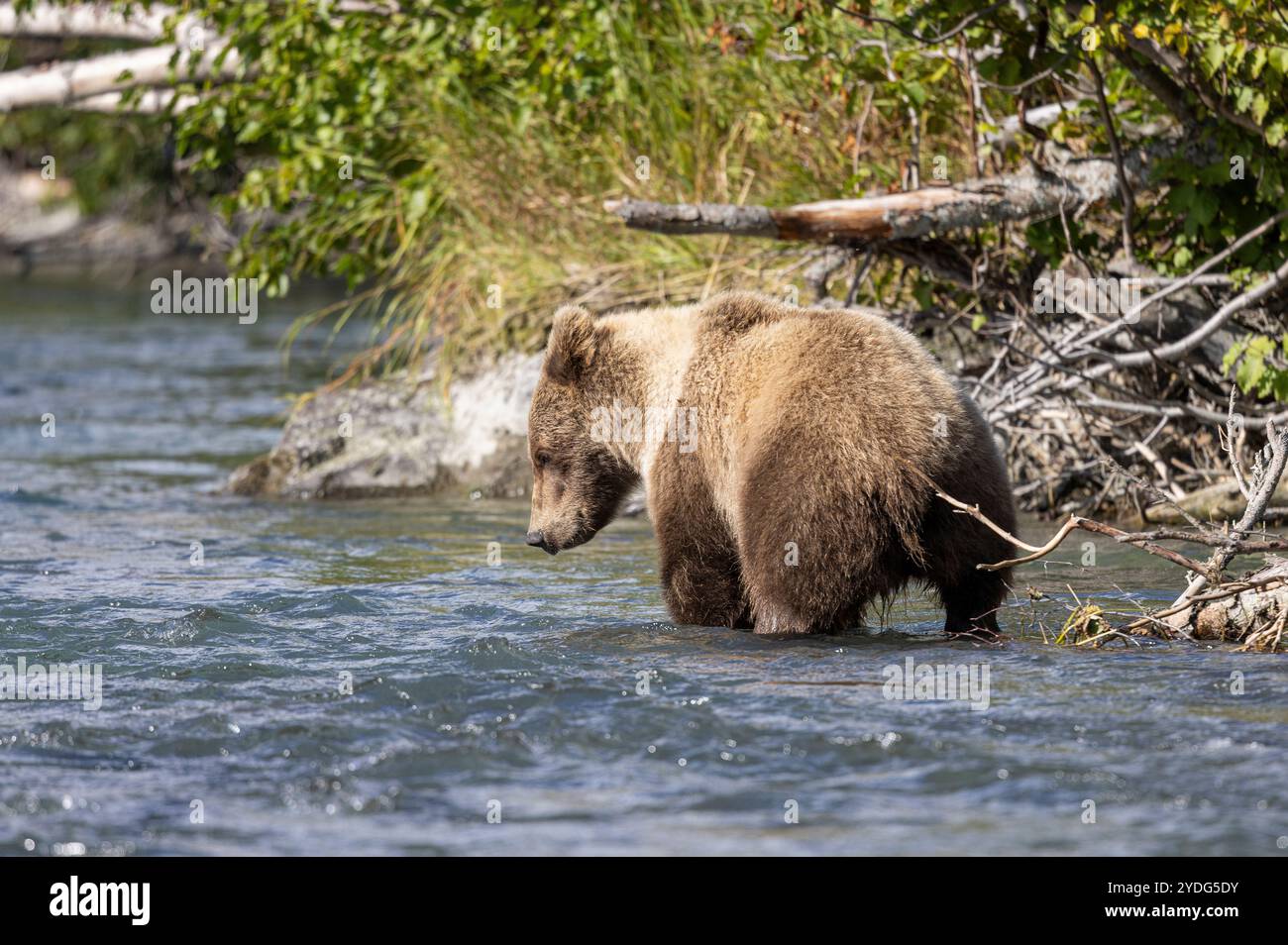 Brown Bear Fishing for Salmon in the Kenai River Alaska in Autumn Stock ...