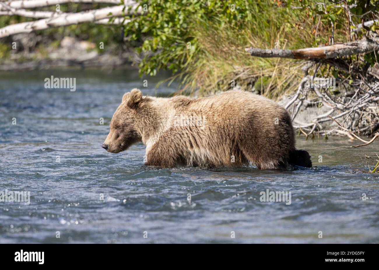 Brown Bear Fishing for Salmon in the Kenai River Alaska in Autumn Stock ...