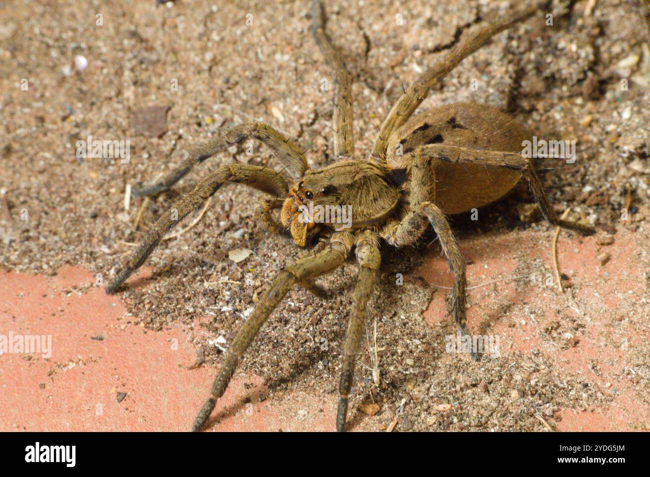 Lyona Insect Lycosa erythrognatha hi-res stock photography and images - Alamy