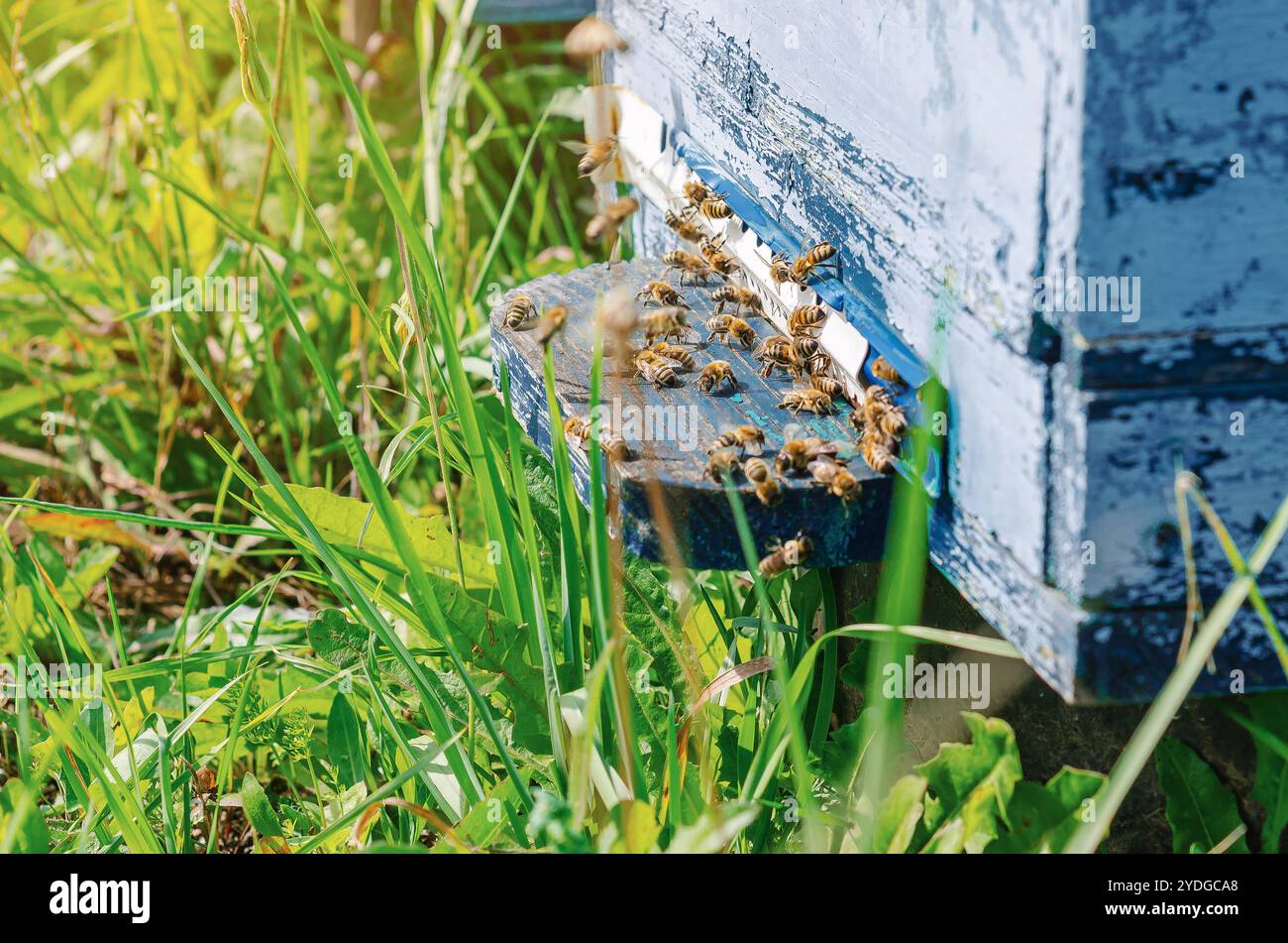 Many honey bees gathered hi-res stock photography and images - Alamy