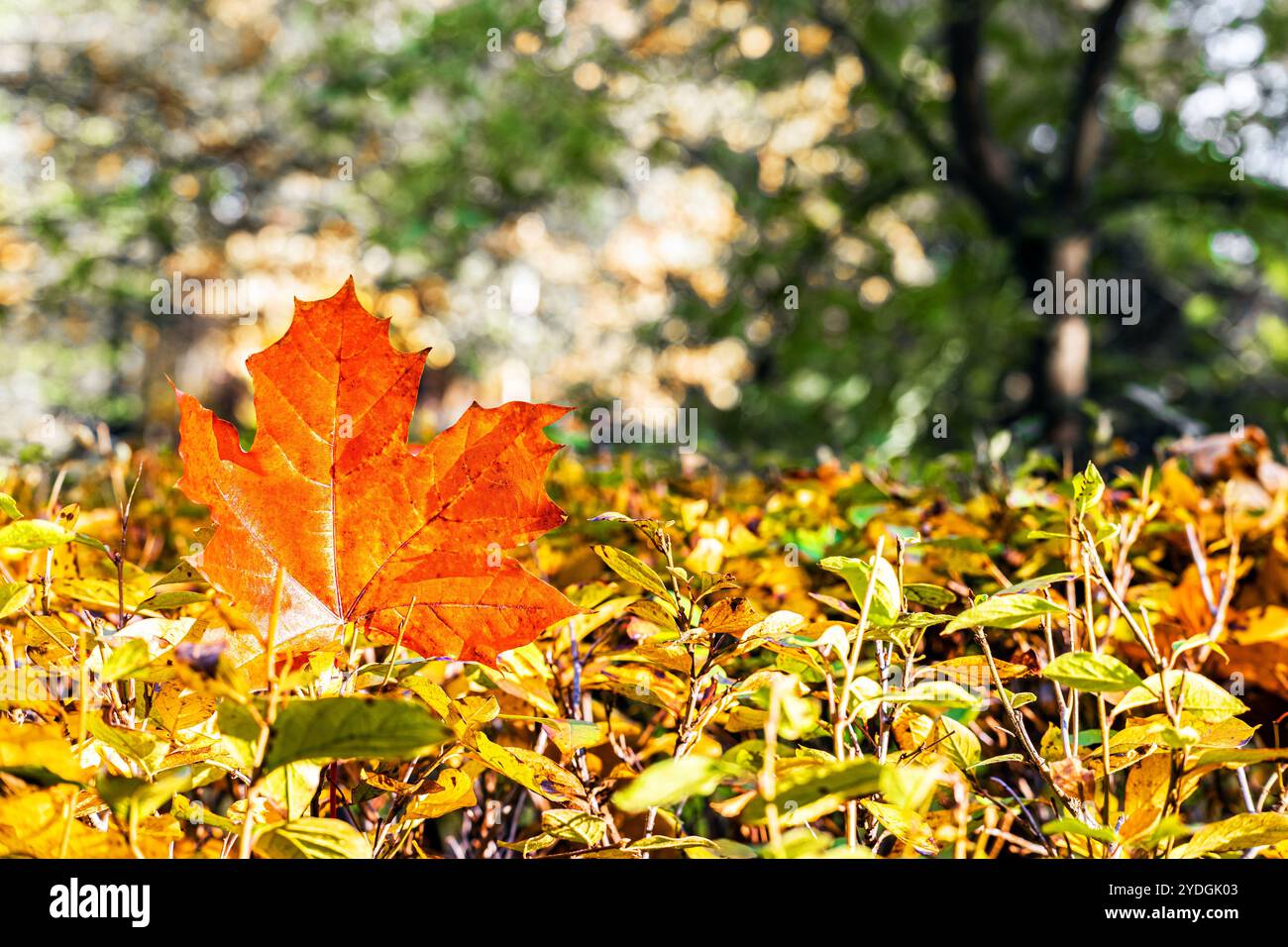 red maple leaf lies on a bush in the park. large autumn maple leaf ...