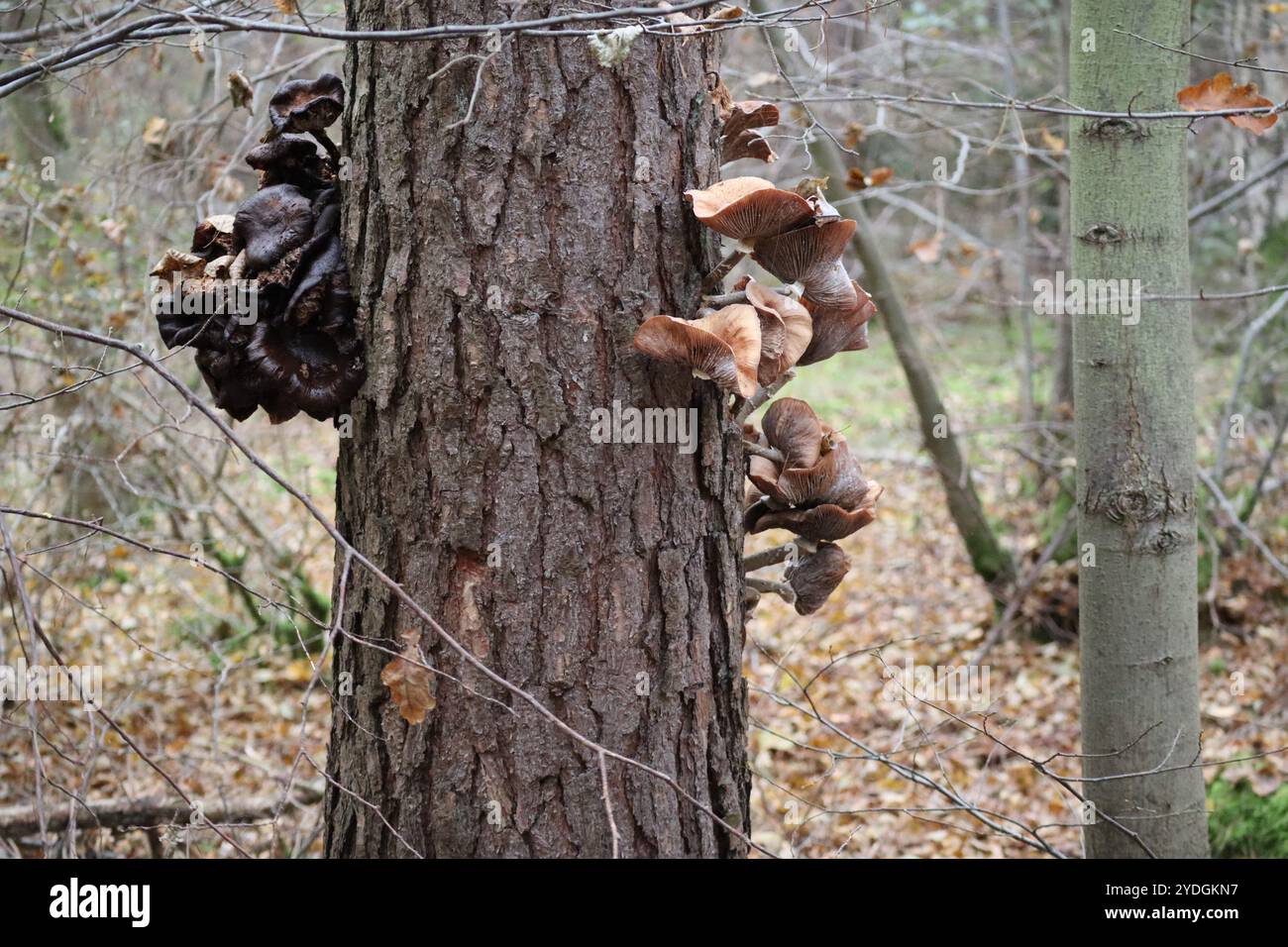 Growing out of tree from side hi-res stock photography and images - Alamy