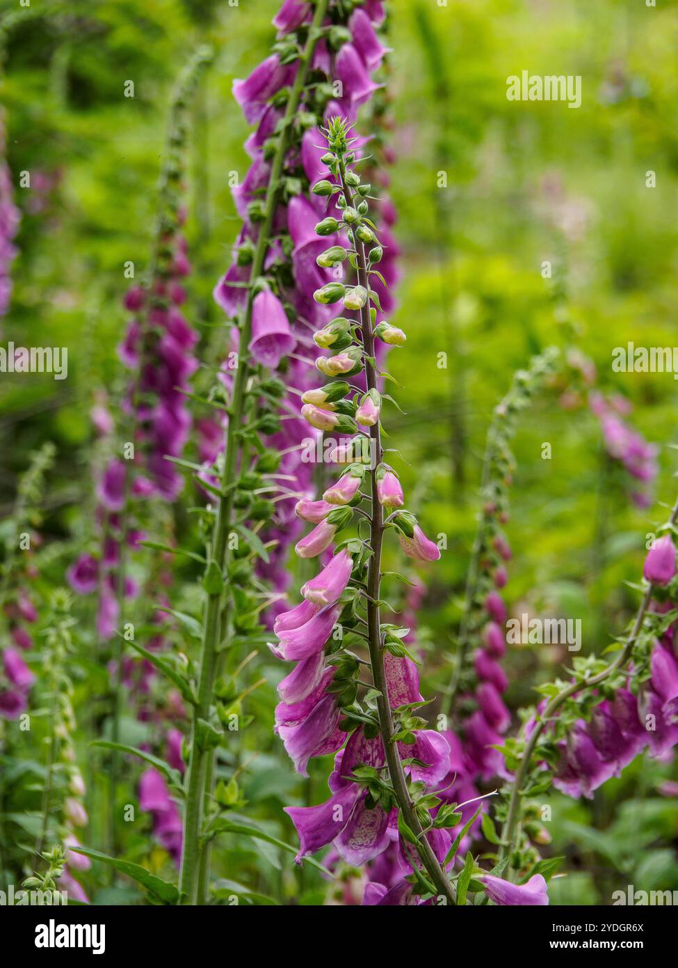 Hiking at reken in the german muensterland Stock Photo - Alamy