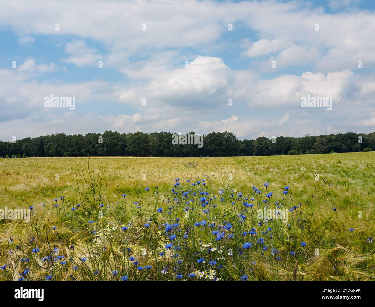 Hiking at reken in the german muensterland Stock Photo - Alamy