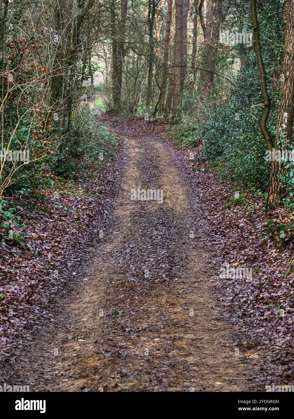 Hiking at reken in the german muensterland Stock Photo - Alamy
