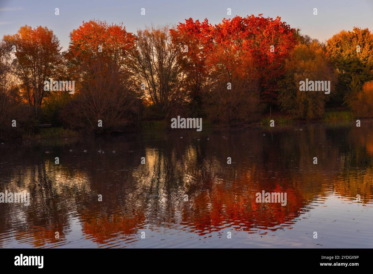 Autumn leaves reflecting lake hi-res stock photography and images - Alamy
