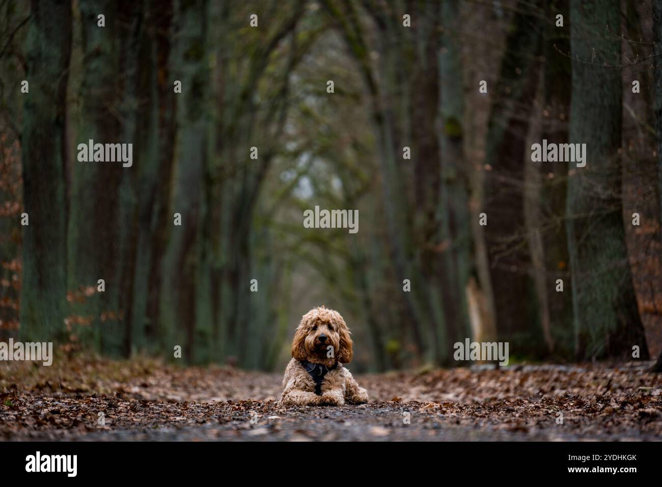 dog lying in the forest Stock Photo