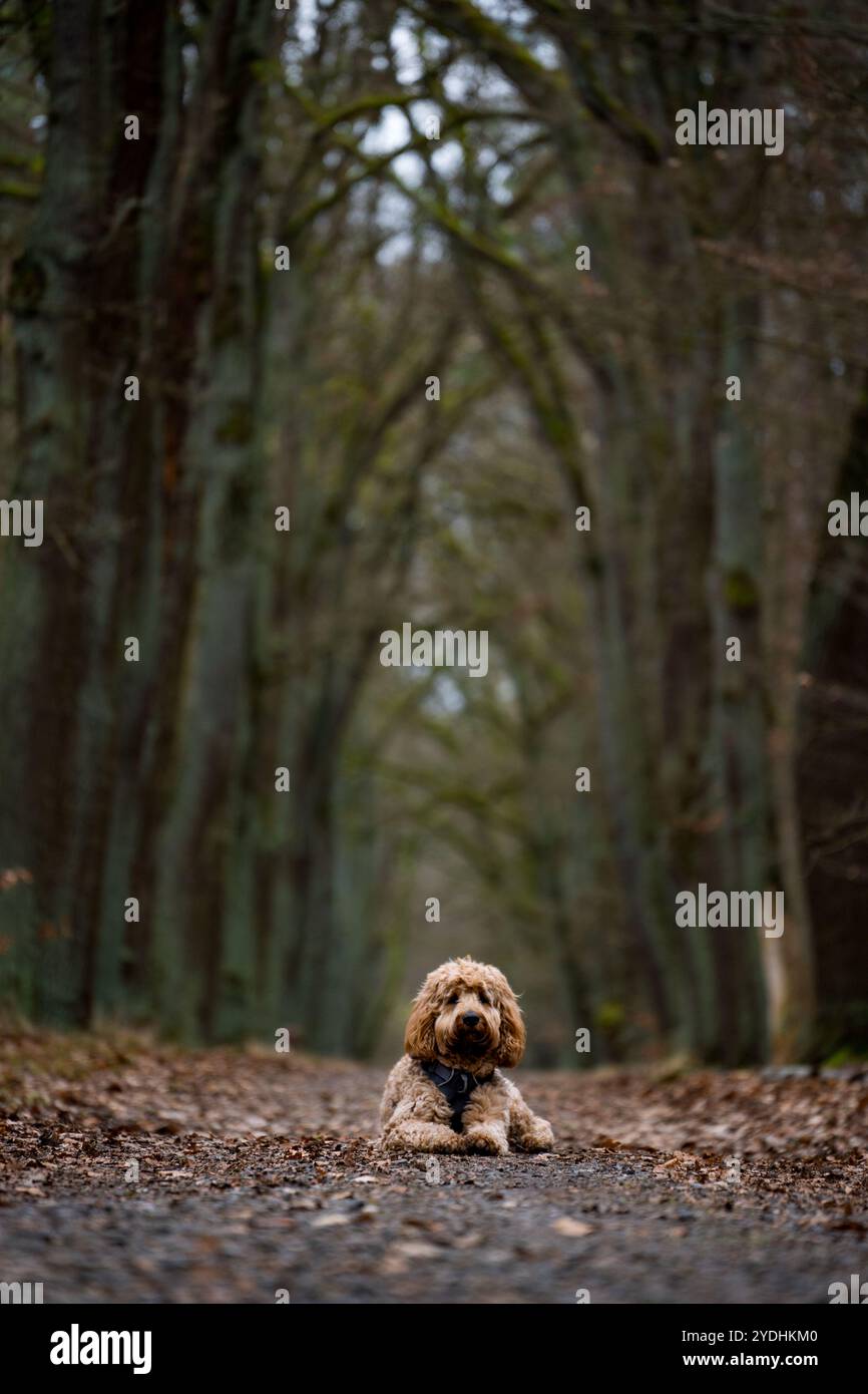 dog in the woods Stock Photo - Alamy