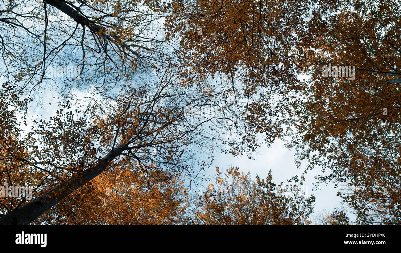 Blue Sky And Clouds Behind The Autumn Trees Stock Photo - Alamy