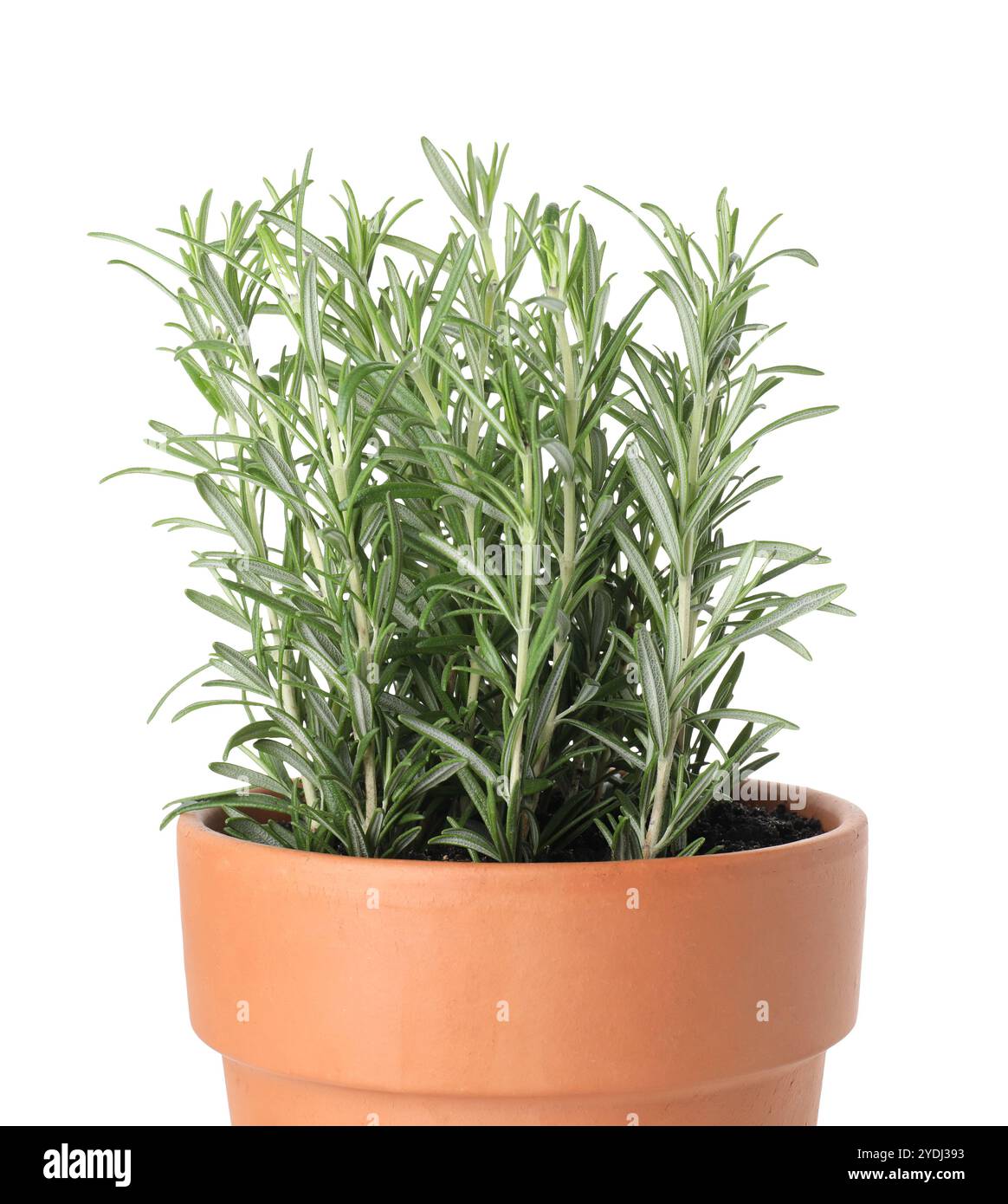 Aromatic rosemary plant in pot isolated on white Stock Photo - Alamy