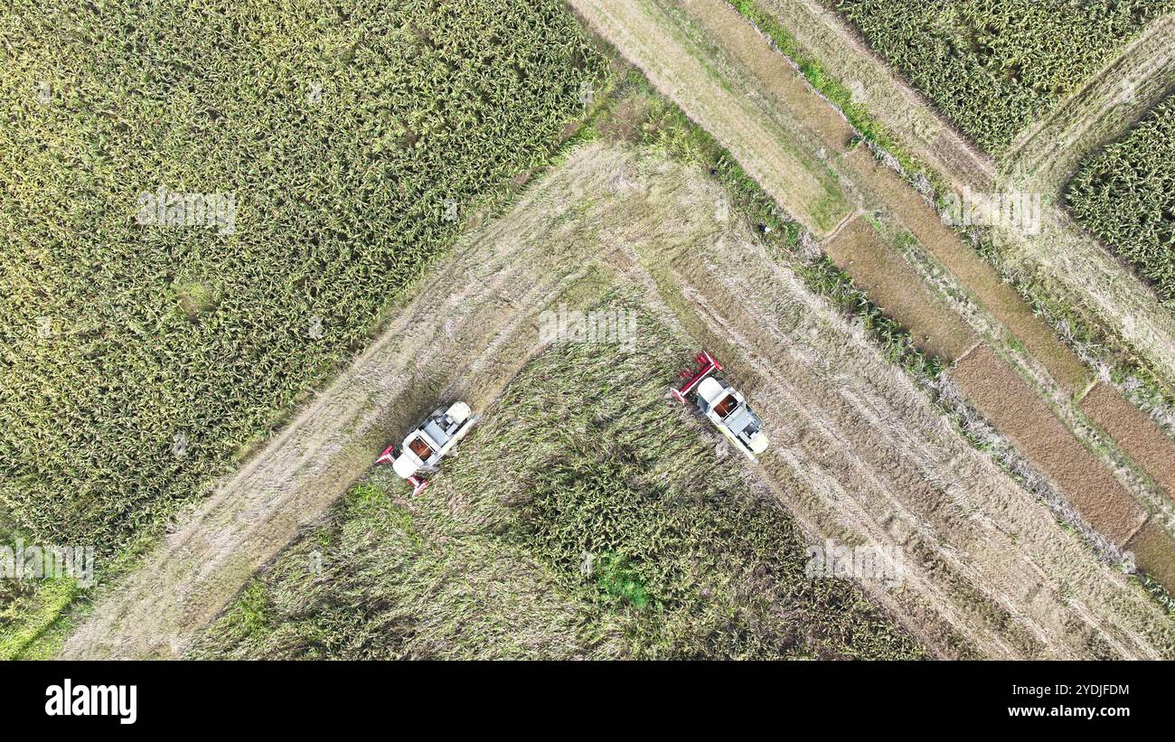 SUQIAN, CHINA - OCTOBER 26, 2024 - Farmers operate harvesters to harvest mature red sorghum in Suqian City, Jiangsu Province, China, on October 26, 20 Stock Photo