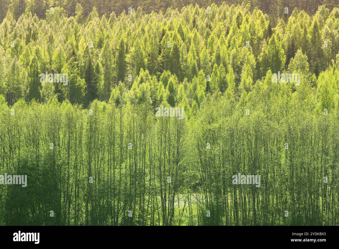Aspen trees in background hi-res stock photography and images - Alamy