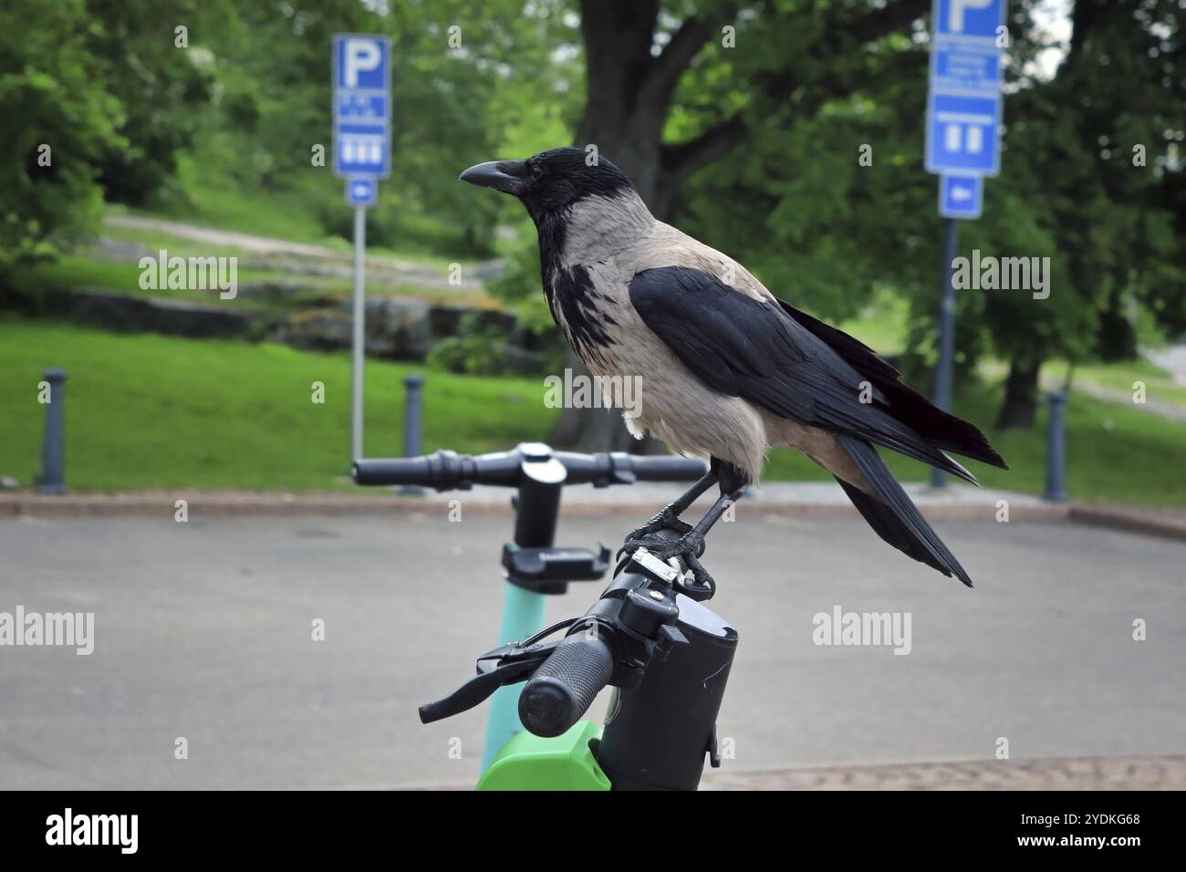 Clever, urban Hooded crow, Corvus cornix, perched on a shared city bike on a day of summer Stock Photo