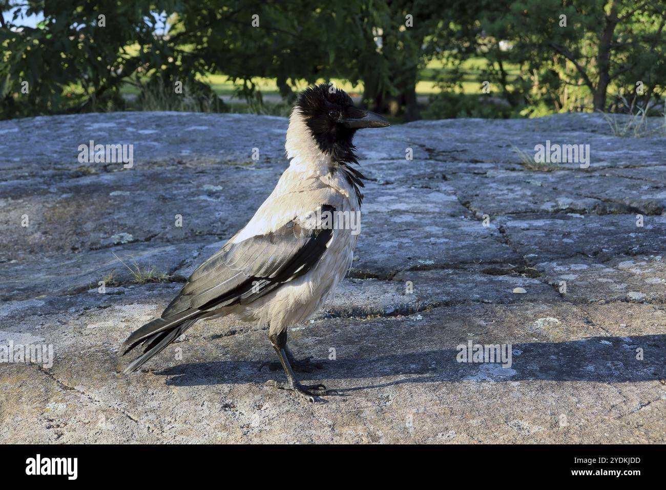 Male Hooded Crow, Corvus cornix, showing dominant behaviour with erect ...