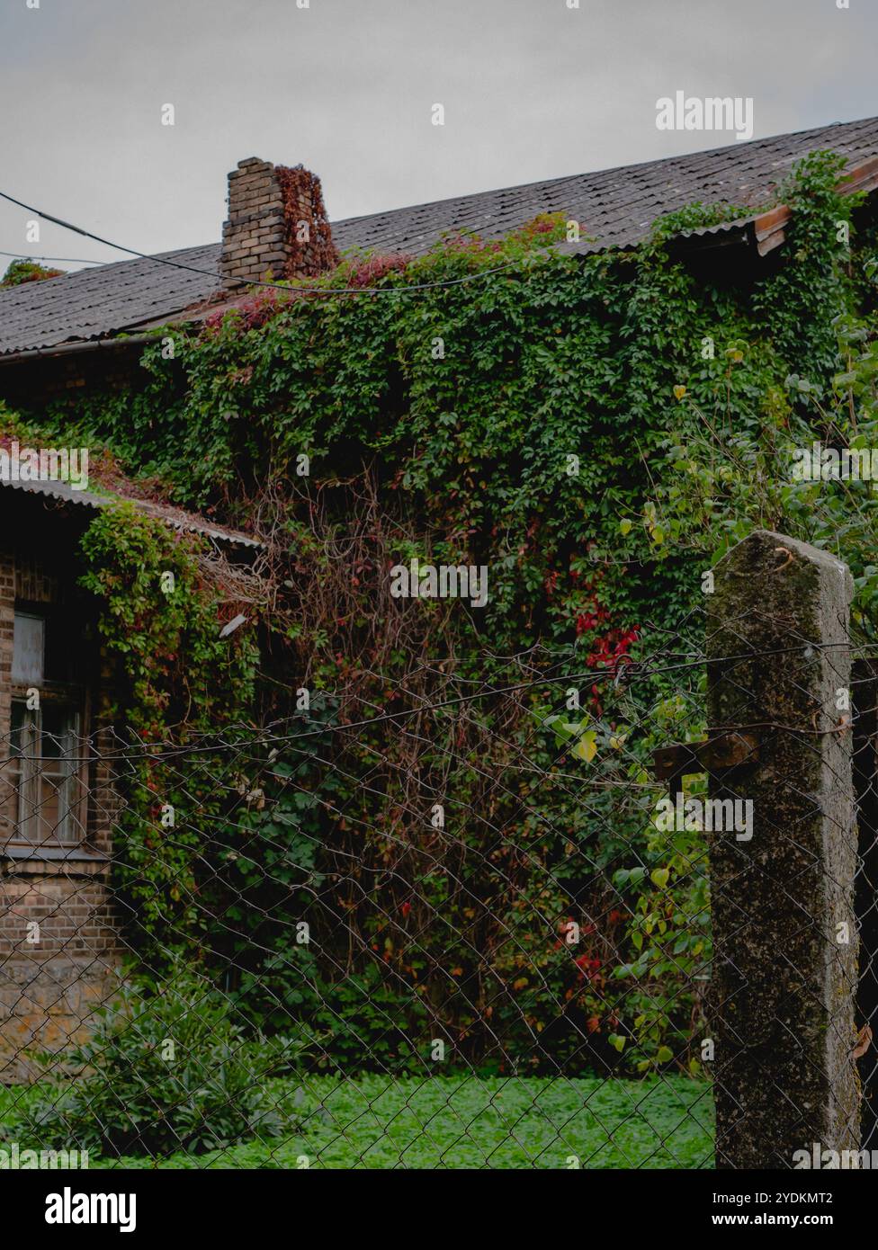 Green ivy covered fence hi-res stock photography and images - Alamy