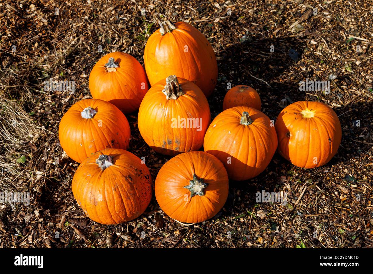 Pumpkins, Halloween, Wales, UK Stock Photo