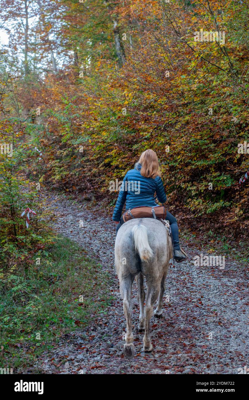 Horseback riding in the woods in autumn Stock Photo