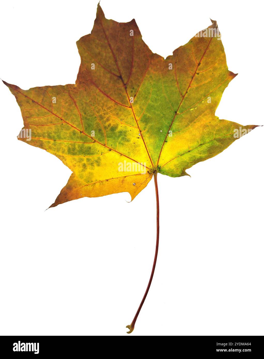 Autumn maple leaf isolated on white background Stock Photo - Alamy