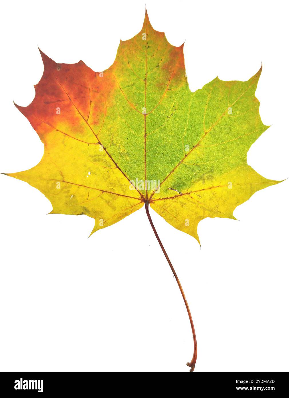 Autumn maple leaf isolated on white background Stock Photo - Alamy