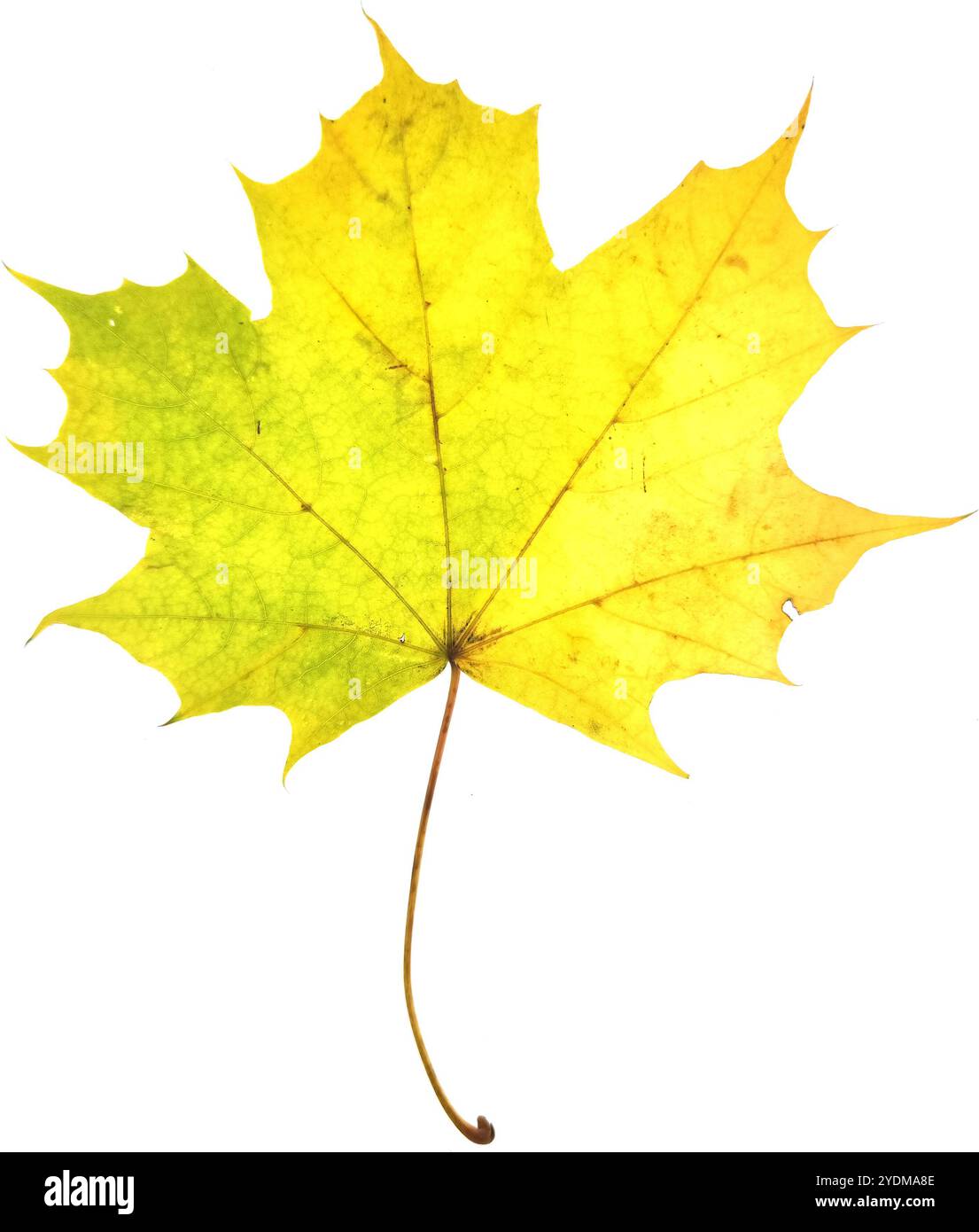 Autumn maple leaf isolated on white background Stock Photo - Alamy
